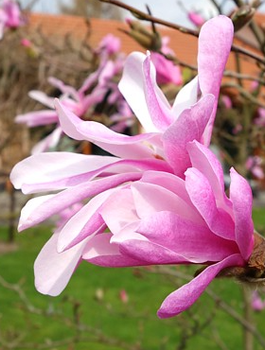 Magnolia Leonard Messel (C2)