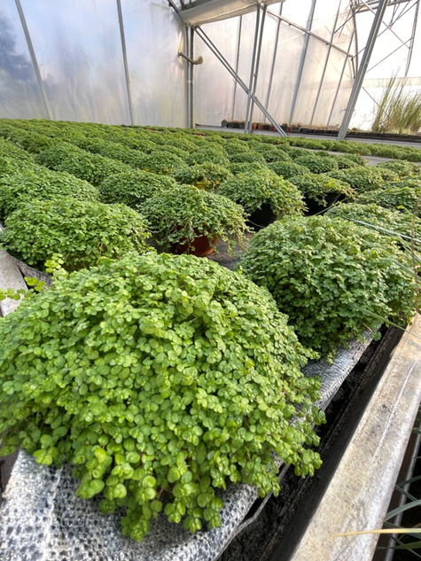 Mięta ozdobna Mini Mint pachnąca Hybryda Nowość