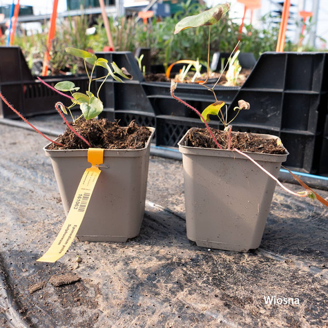 Epimedium pstre Sulphureum (C2)