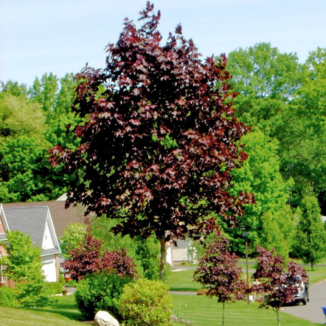 Klon pospolity Crimson King szczepiony na pniu  (C5)