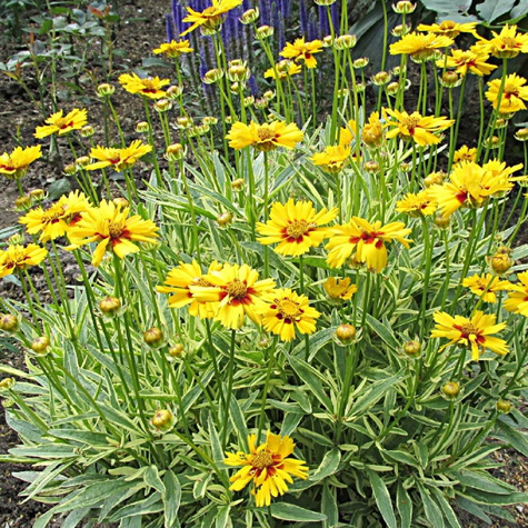 Nachyłek wielkokwiatowy Sunfire (C2)