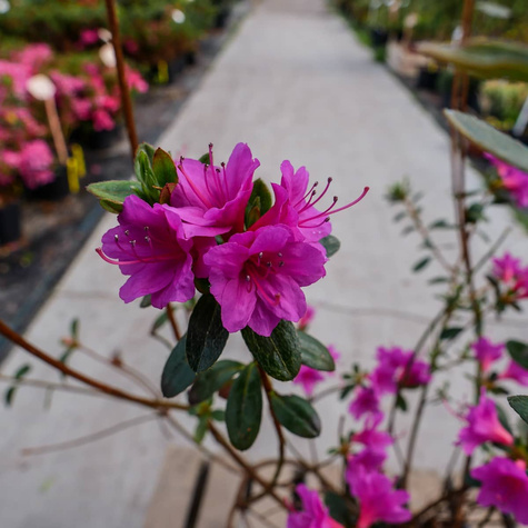 Azalia japońska Amoenum (C2)