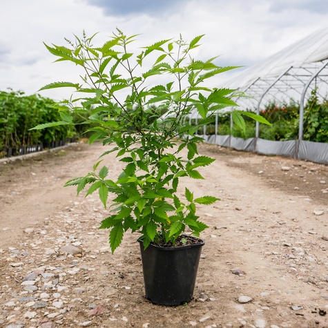 Witex witeks malabarski Kwitnie jesienią