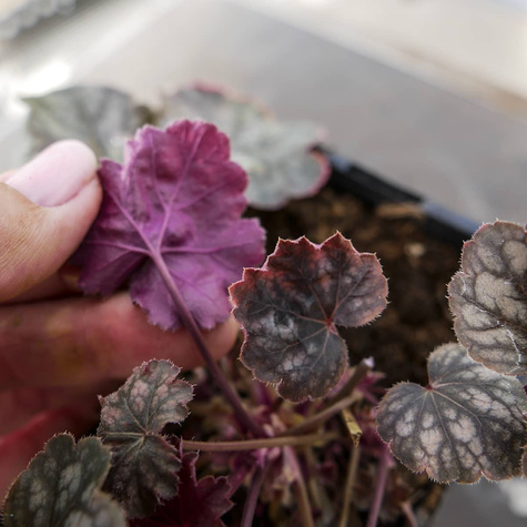 Żurawka ogrodowa Regina (C2)