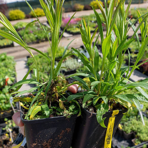 Aster wrzoslistny Blue Star fioletowy drobny (C2)