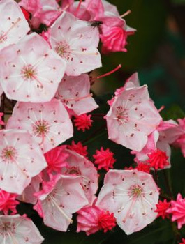 Kalmia szerokolistna Olivia (C2)