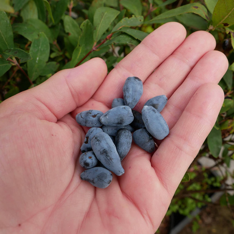 Jagoda kamczacka Rebeka