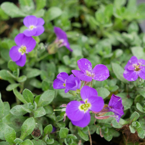 Żagwin ogrodowy Cascade Purple (C2)