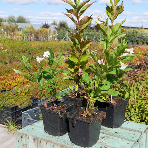 Krzewuszka cudowna Marjorie (P9)