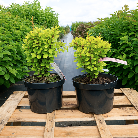Berberys Thunberga Golden Rocket (C2)