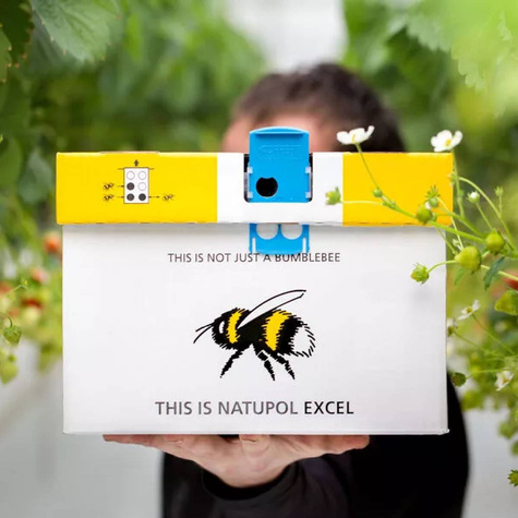 Natupol EXCEL UL z trzmielami do zapylana zimą