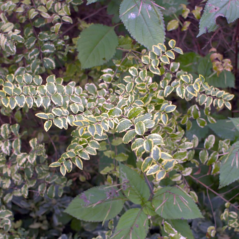 Śnieguliczka koralowa 'Foliis Variegatis' (C2)