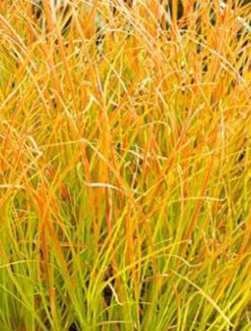Turzyca ceglasta Prairie Fire (P9)