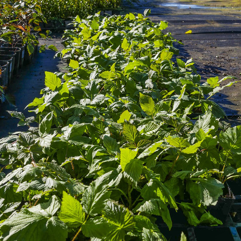 Malina powtarzająca owocowanie Polka (C2)