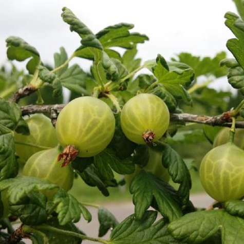 Agrest biały Puszkińskij w doniczce