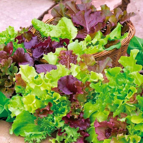 ZESTAW ALLEGRO Sałata siewna na cięte listki mieszanka 1 g