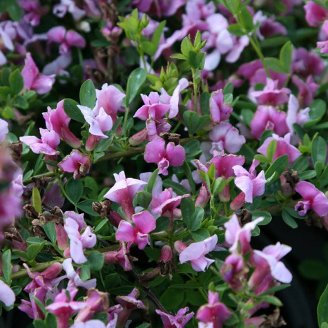 Szczodrzeniec Żarnowiec Purpurowy Atropurpureum (C2)