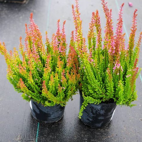 Zestaw 6 x Wrzos pospolity mix kolorów sadzonki