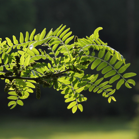 Glediczja trójcierniowa Sunburst (C2)
