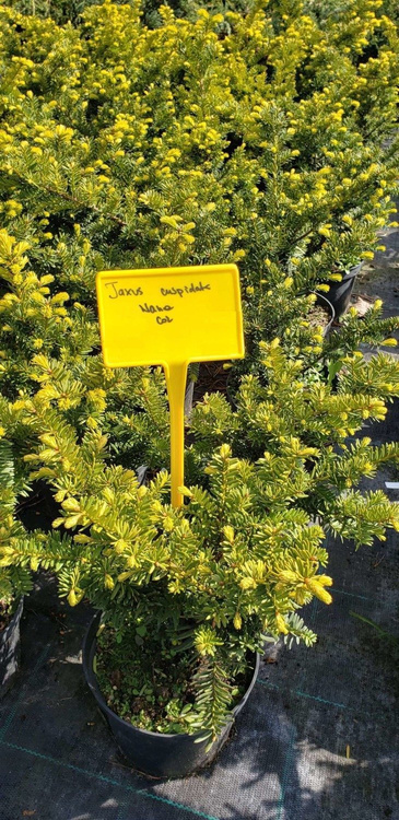 Cis japoński Nana (C2)