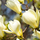 Magnolia Limelight