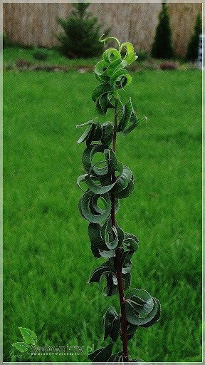 Wierzba babilońska Crispa (C2)