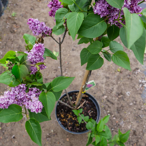 Lilak pospolity Bez Znamya Lenina (C10)