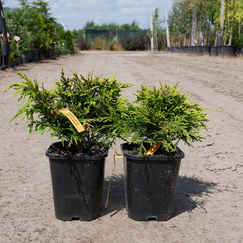 Cyprysik Lawsona Whinston Churchil