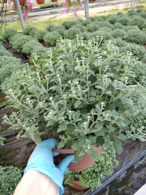 Chryzantema drobnokwiatowa jasno różowa DUŻA DONICA