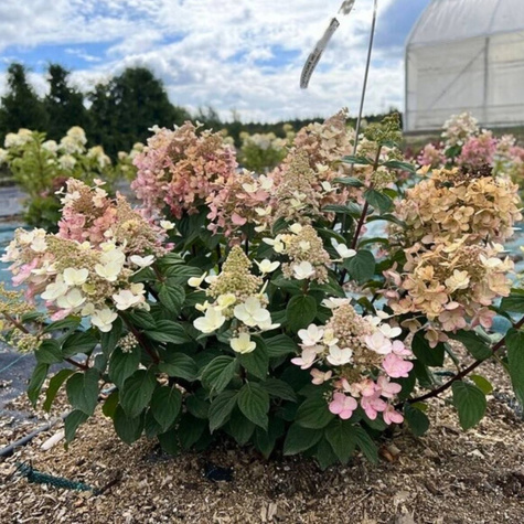 Hortensja bukietowa Bee Happy (C2)