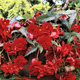 Begonia zwisająca odorata Red Glory pełna pachnąca