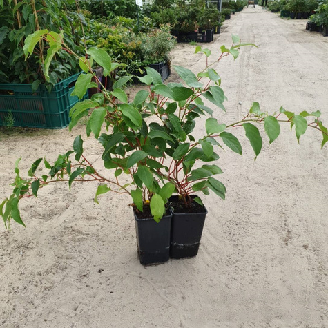 MINI KIWI Aktinidia Rogów (C2)