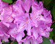 Rododendron fioletowy (C2)