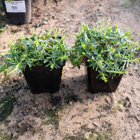 Goździk kropkowany Albus