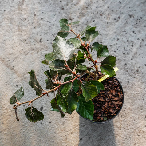 Buk pospolity Black Swan