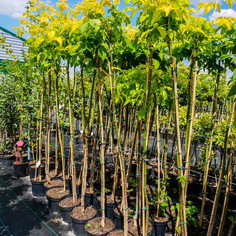 Klon jesionolistny Odessanum szczepiony na pniu