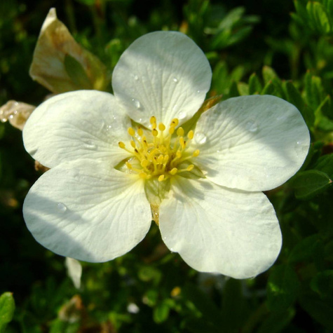 Pięciornik krzewiasty Manchu (C2)