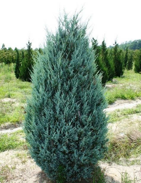 Jałowiec wirginijski Glauca Fastigiata
