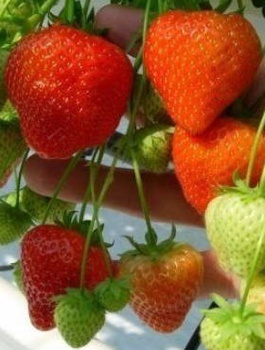 Truskawka poziomkowa OSTARA POWTARZA OWOCOWANIE sadzonki truskawki 10 szt