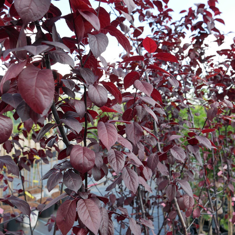 Śliwa wiśniowa Pissardii forma drzewiasta DONICZKA