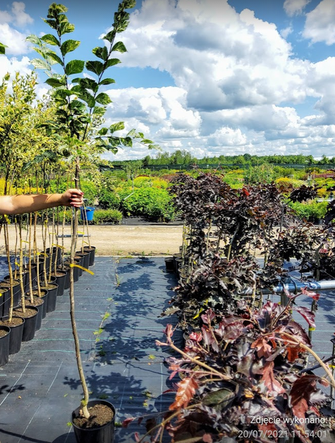 Wiąz polny Argenteovariegata na pniu