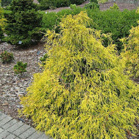 Cyprysik groszkowy Filifera Aurea (P9)