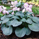 Funkia Blue Mouse Ears Hosta (C2)