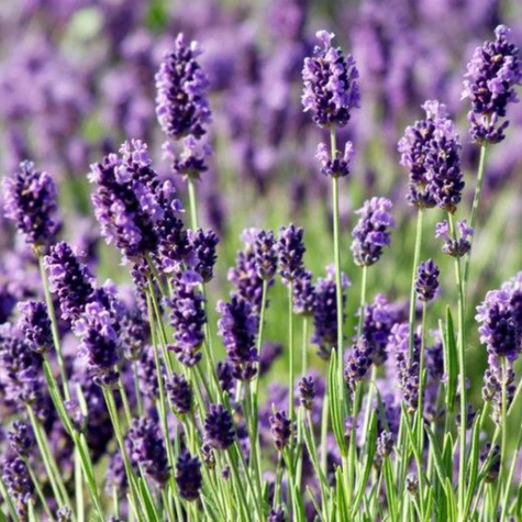 Lawenda wąskolistna (C2)