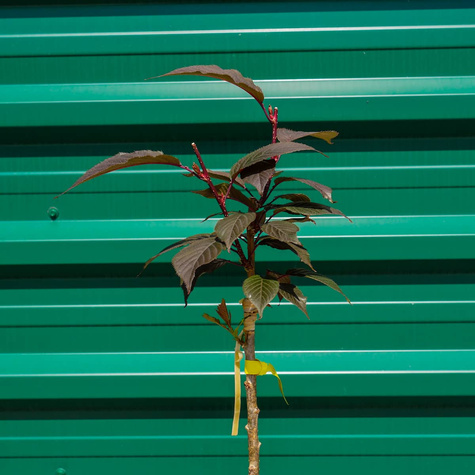 Wiśnia Piłkowana Royal Burgundy na pniu (C5)