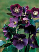 Ciemiernik wschodni 'Metallic Blue'