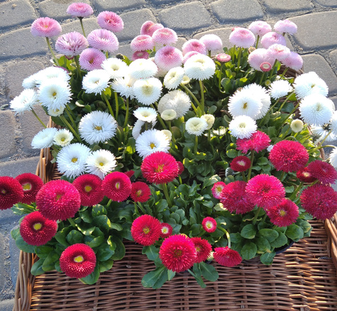 Zestaw Stokrotek 6 białej + 6 różowej Stokrotka Stokrotki