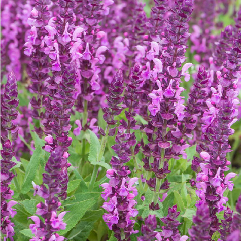 Szałwia omszona Sensation Compact Bright Rose (C2)