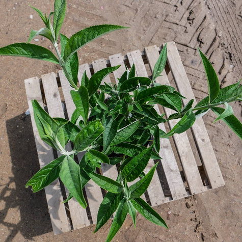 Budleja Davida Summer Beauty (C2)