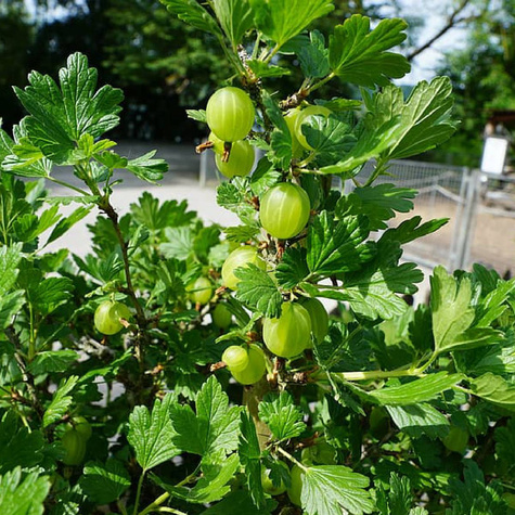 Agrest biały Rodnik Plant Pack